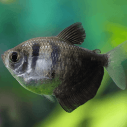 Gymnocorymbus ternetzi - Sorgmanteltetra
