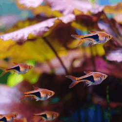 Trigonostigma heteromorpha - Kilfläcksrasbora