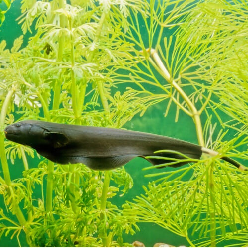 Apteronotus albifrons Black ghost