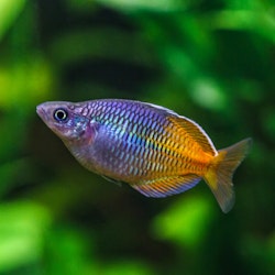 Melanotaenia boesemani - Boeseman´s regnbågsfisk