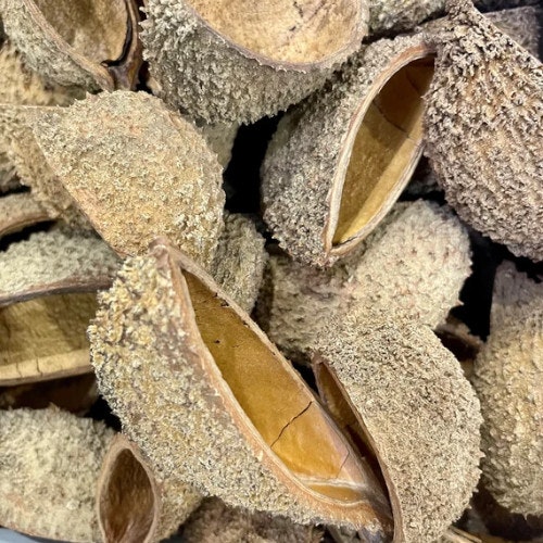 bolsa pod vattenkemi vattenberedning naturprodukter akvarium natur bolsa skal
