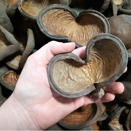 badam nut badam nöt akvariedekoration naturlig naturprodukt nötkapsel frökapsel