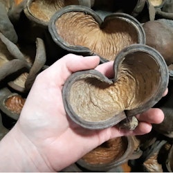 Badam nöt 5-8 cm