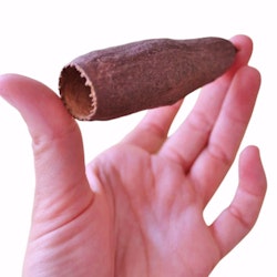 Savu pod / Jequitiba 6-9 cm