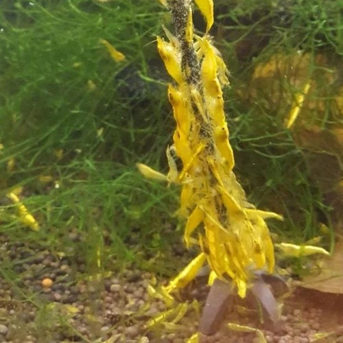 Shrimp Lolly - Astaxanthin