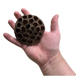 Lotus pod 6-8 cm
