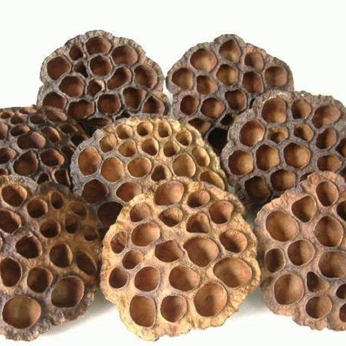 lotus blomma akvarie akvarium naturlig naturprodukt natur räkgrotta räkor gömställe grotta