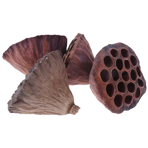 Lotus pod 6-8 cm