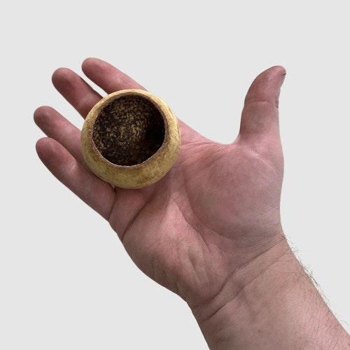 bellcup naturprodukt räkgrotta shrimps shrimpshelter akvariedekor dekoration akvarieprodukt