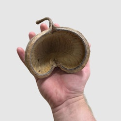 Buddha nut 8-12 cm