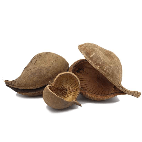 buddha nut nöt natur akvarieprodukter naturprodukter akvarium räkor tanniner grotta fisk