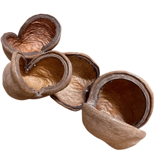 badam nut badam nöt akvariedekoration naturlig naturprodukt nötkapsel frökapsel naturprodukt natur
