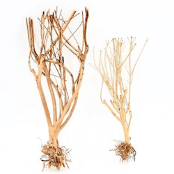 Slim Tree 25-35 cm