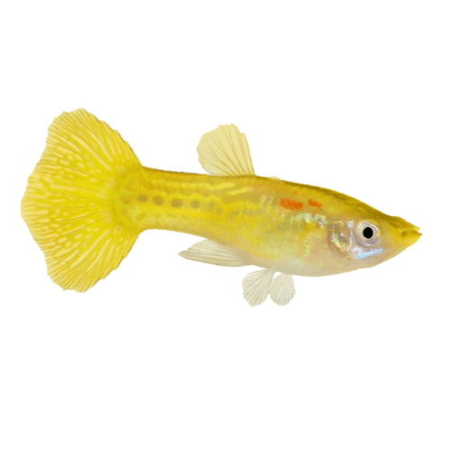 Poecilia Reticulata - Guppy Yellow