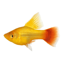 Xiphophorus maculatus  - Platy Sunset