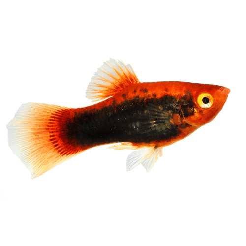 Xiphophorus maculatus  - Platy Tuxedo