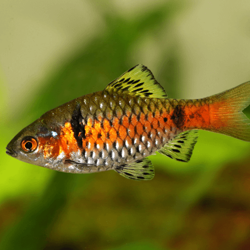 Pethia padamya - Odessa barb