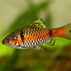 Pethia padamya - Odessa barb