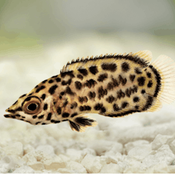 Ctenopoma acutirostre - Fläckig klätterfisk