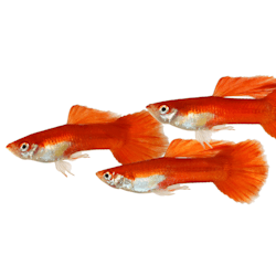 Poecilia Reticulata - Guppy Red