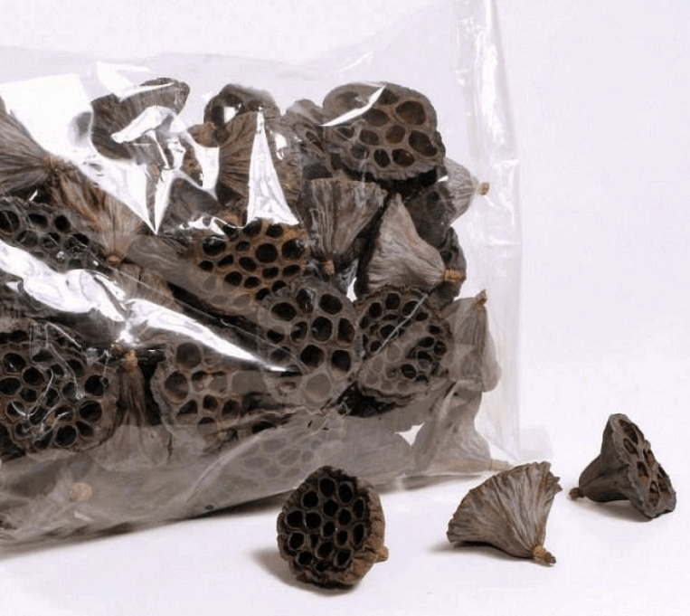 Lotus pod 6-8 cm