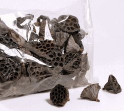 Lotus pod 6-8 cm
