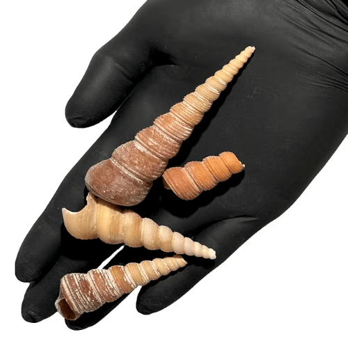 Snäckskal Tornsnigel - 100g