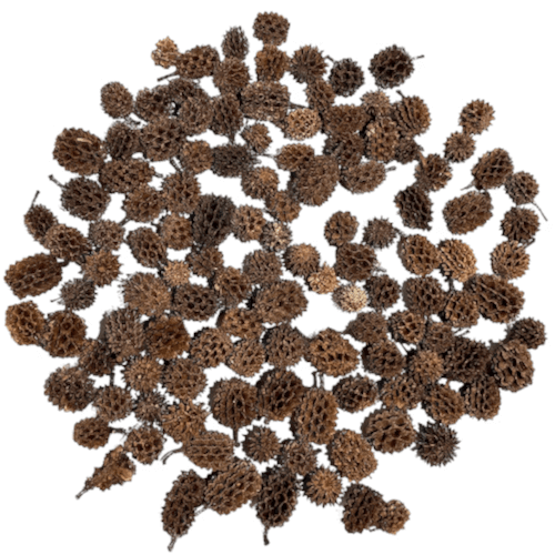 Små Casuarina pod - 100g