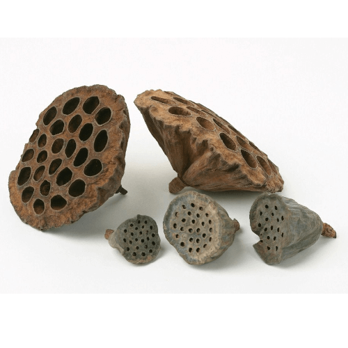 Lotus pod - 10 pack