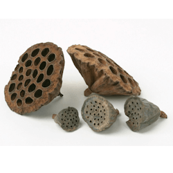 Lotus pod - 10 pack
