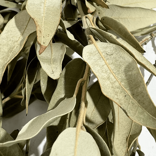 Holm oak leaves - 20g