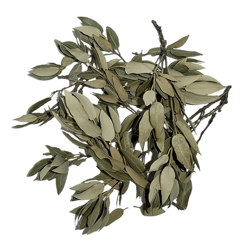 Holm oak leaves - 20g