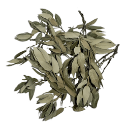 Holm oak leaves - 20g