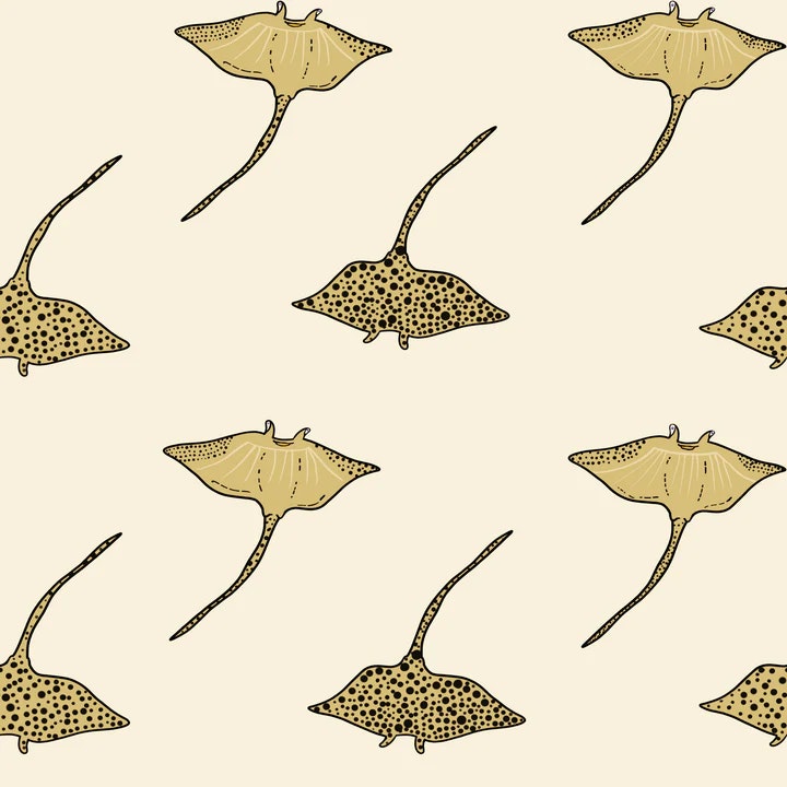 OD- Stingray