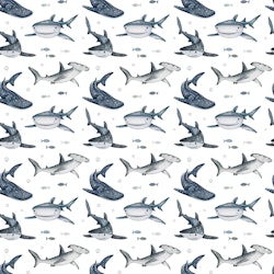 OD- Sharks 1