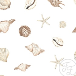 Shells and seastars