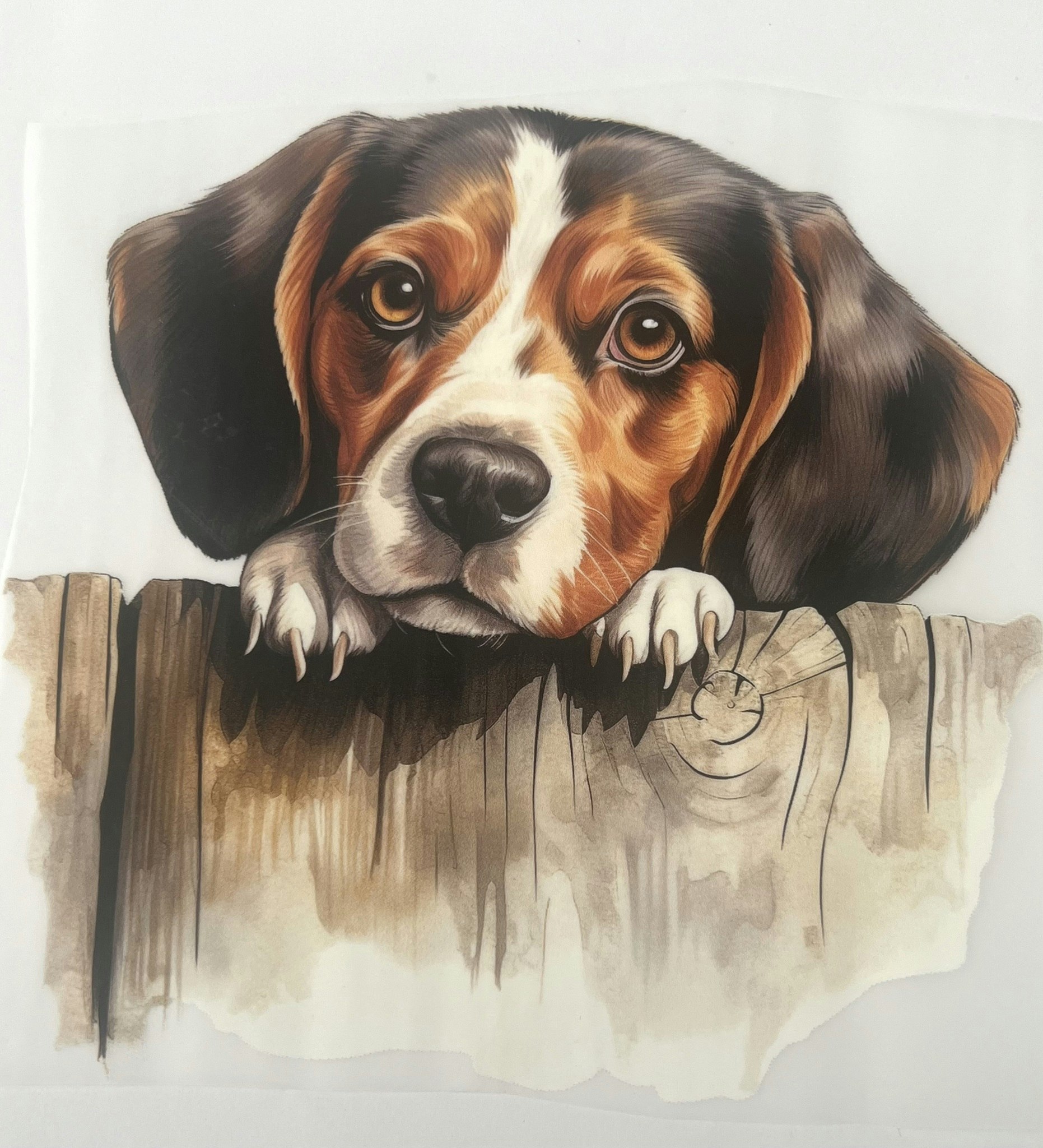 SM beagle hund