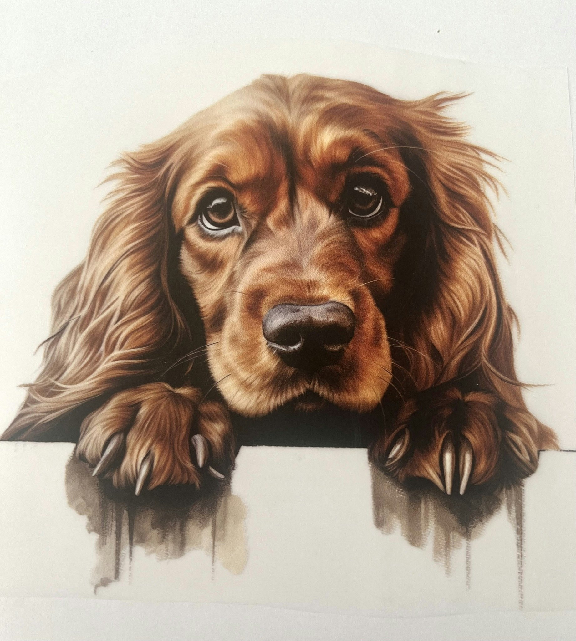 SM søt cockerspaniel