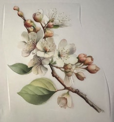 Epleblomstring dft