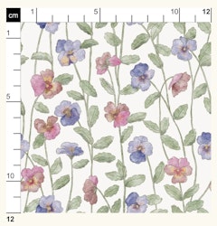 OD- Violet flowers viola