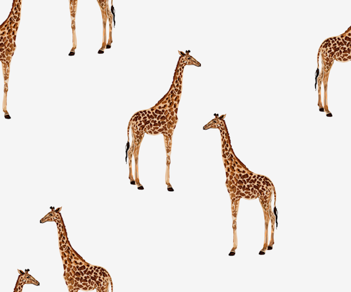 Jersey Giraffes