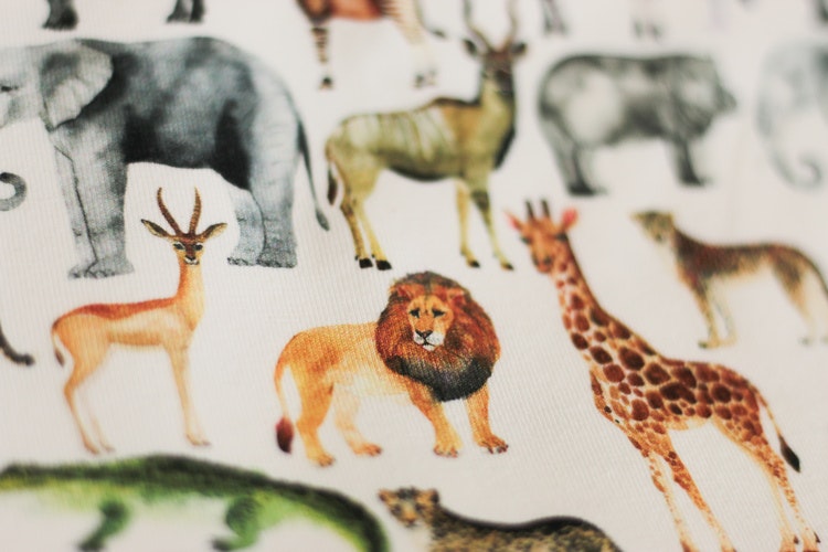 Jersey Safari