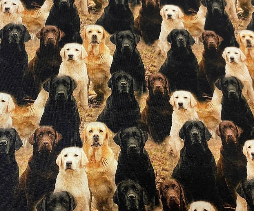 Tyg tyger hund hundar labrador labradorer French Terry college jogging öglad baksida