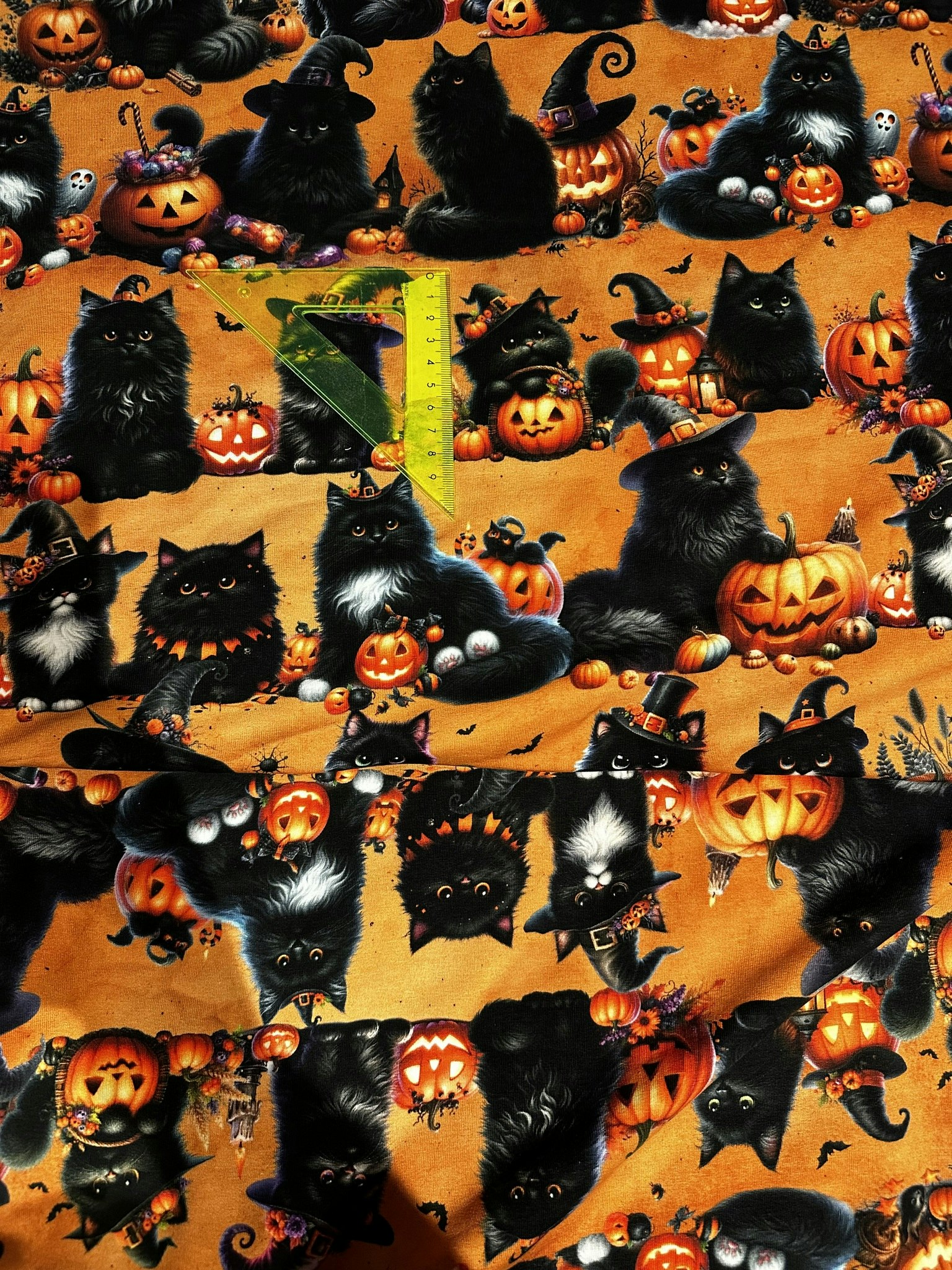 Halloween Pumpa Katt Orange College French Terry