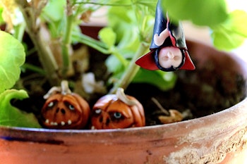 Blomfilur Dracula