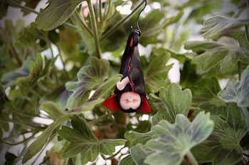 Blomfilur Dracula