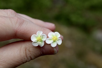 Smultronblomma stiftörhängen