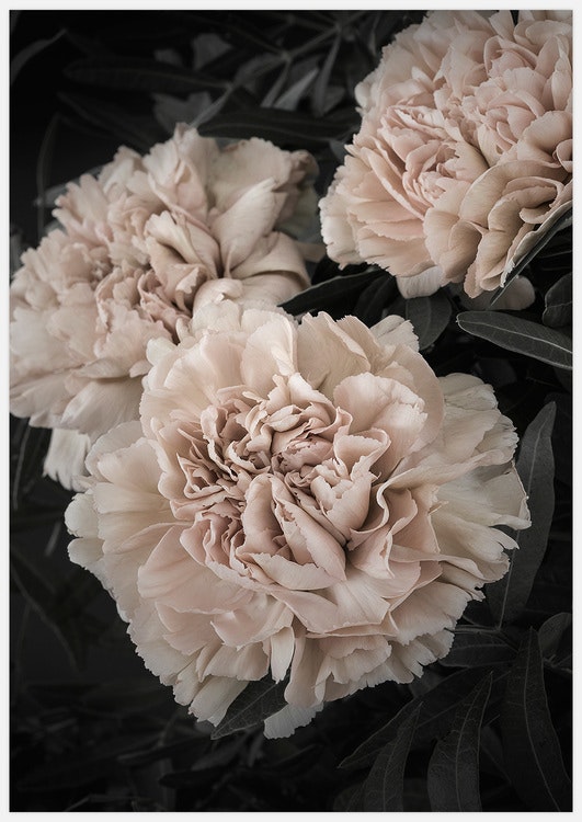 Champagne colored Carnation