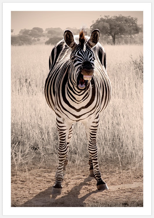 Zebra Laugh