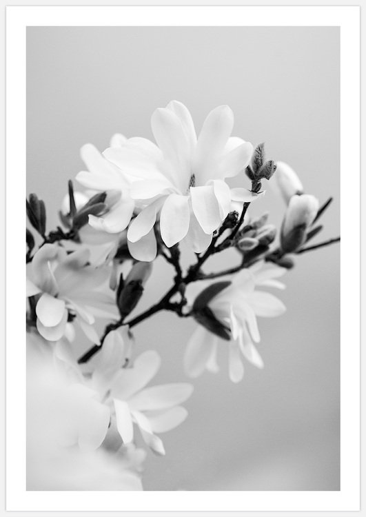 Magnolia black & white 2